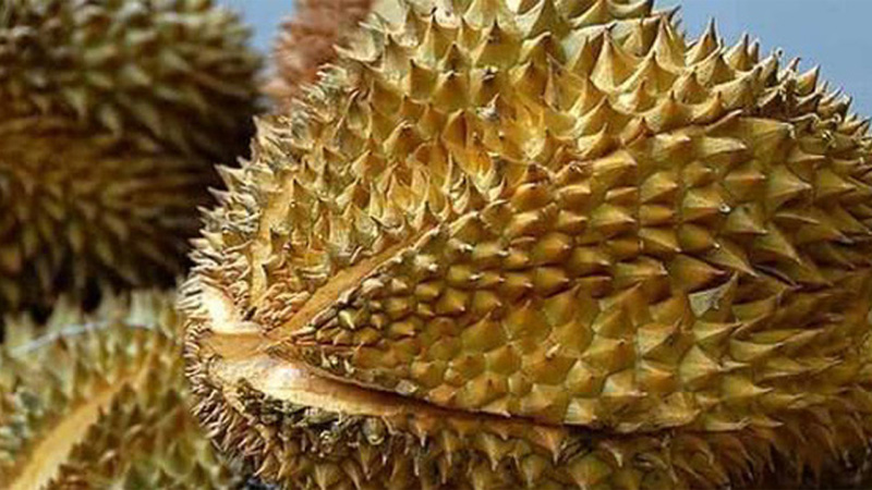 How to identify ripe durian by its stem