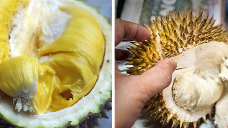Ripe durian pressed segments will not look appealing like the one on the right