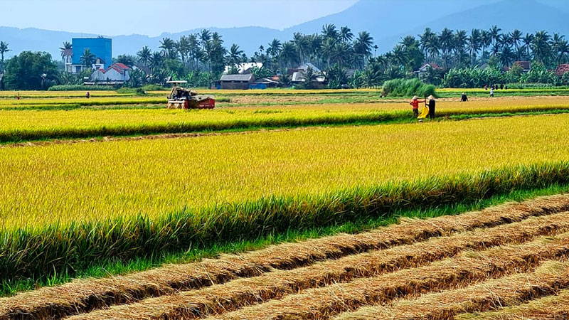  Giá lúa hôm nay 27/04