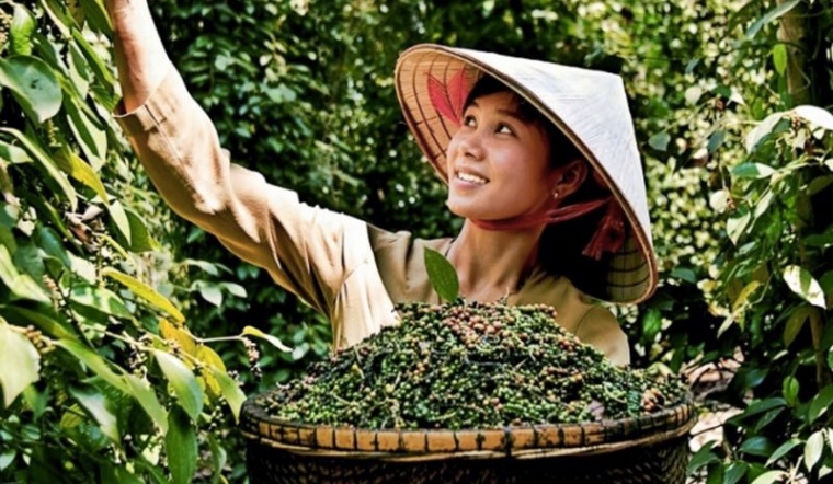 Giá tiêu hôm nay 28/4/2022: Tăng 500 đồng/kg, dao động 76.000 - 79.000 đồng/kg