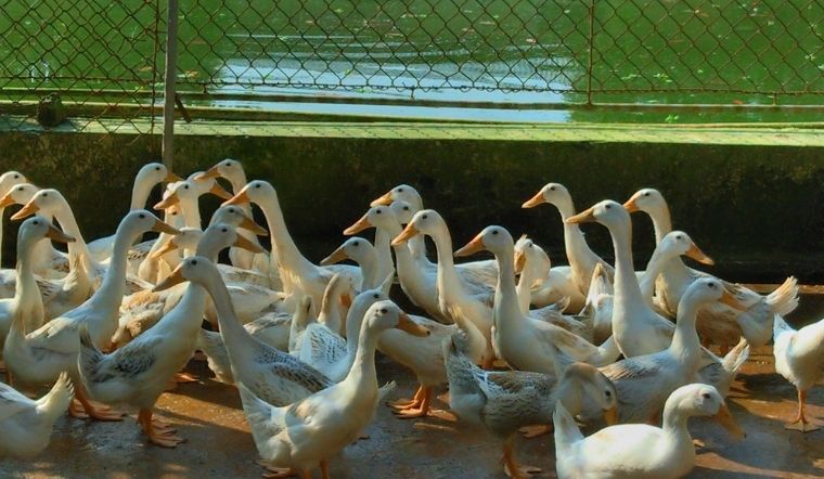 Giá gia cầm hôm nay 28/04/2022: Giá không đổi, giá gà cao nhất đạt 87.000 VND/kg