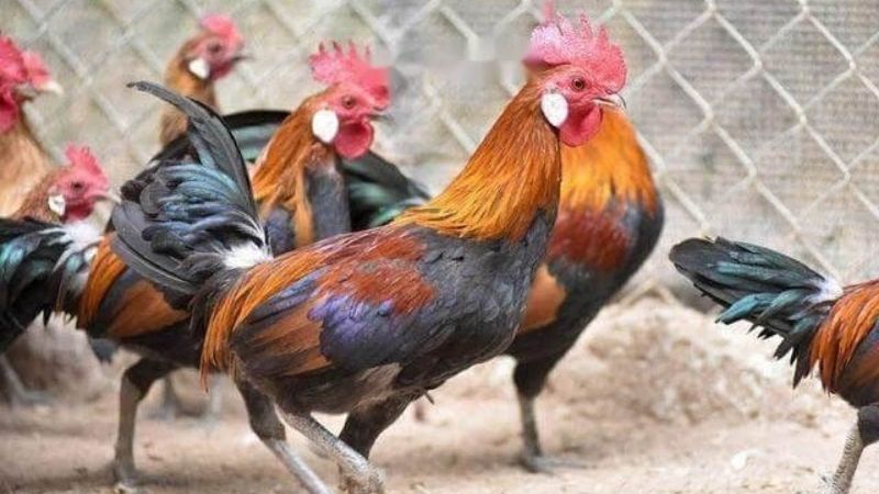 Giá gà hôm nay 28/04