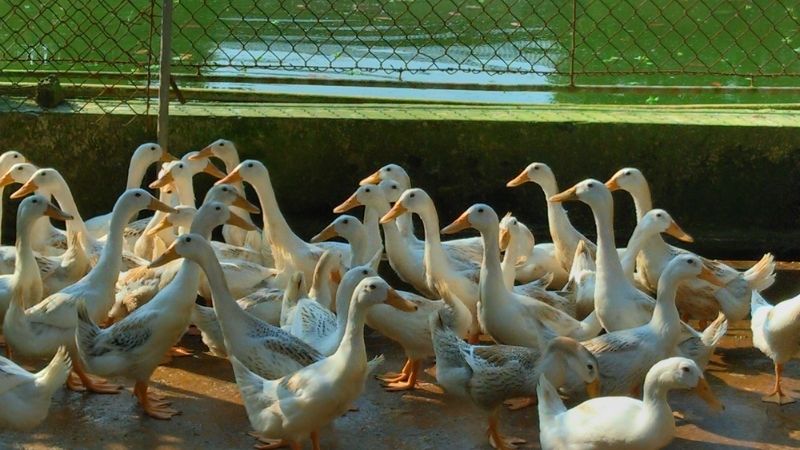 Giá vịt hôm nay 28/04