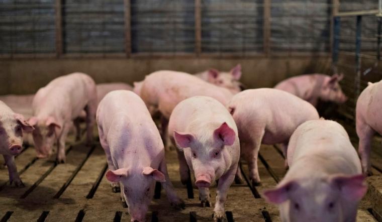 Giá heo hơi hôm nay 28/04/2022: Đồng loạt chững lại trên cả nước
