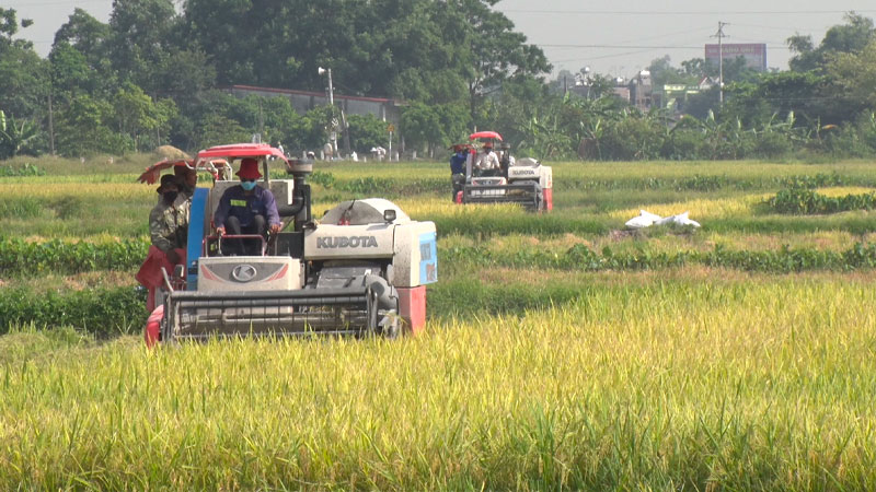 Giá lúa hôm nay 28/04