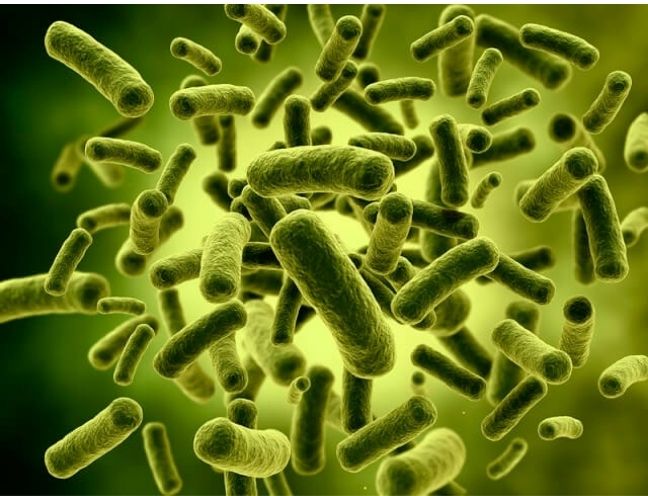 Lactobacillus là một loại vi khuẩn thuộc họ nào?
