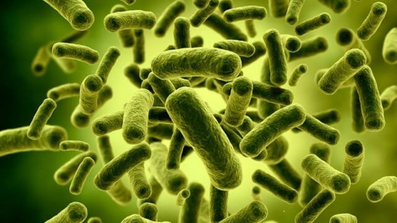 Những lợi ích Lactobacillus acidophilus với sức khỏe