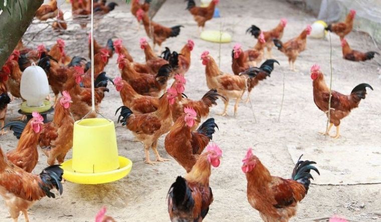 Giá gia cầm hôm nay 29/04/2022: Giá vịt dao động từ 41.000 - 43.000 VND/kg