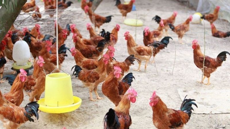 Giá gà hôm nay 29/04