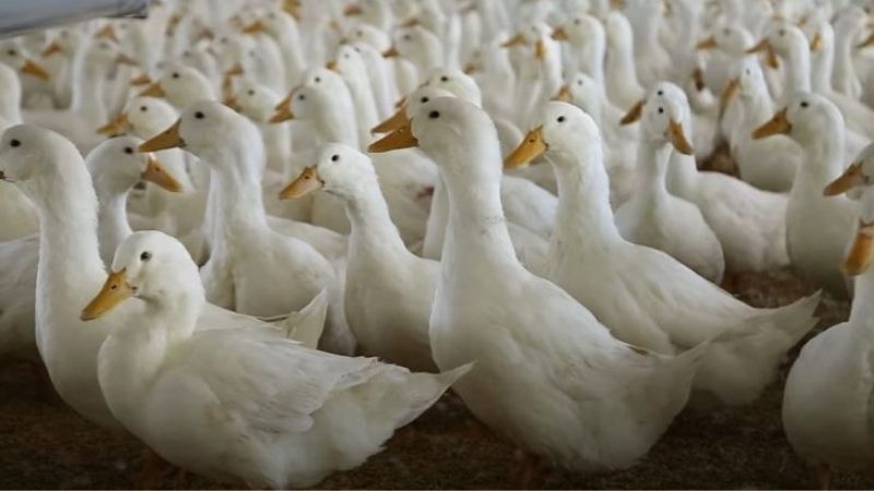 Giá vịt hôm nay 29/04