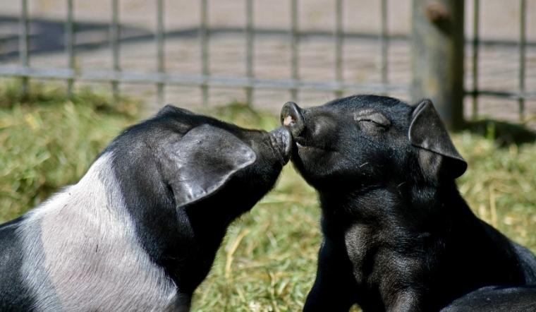 Giá heo hơi hôm nay 29/04/2022: Cả nước tiếp tục đi ngang