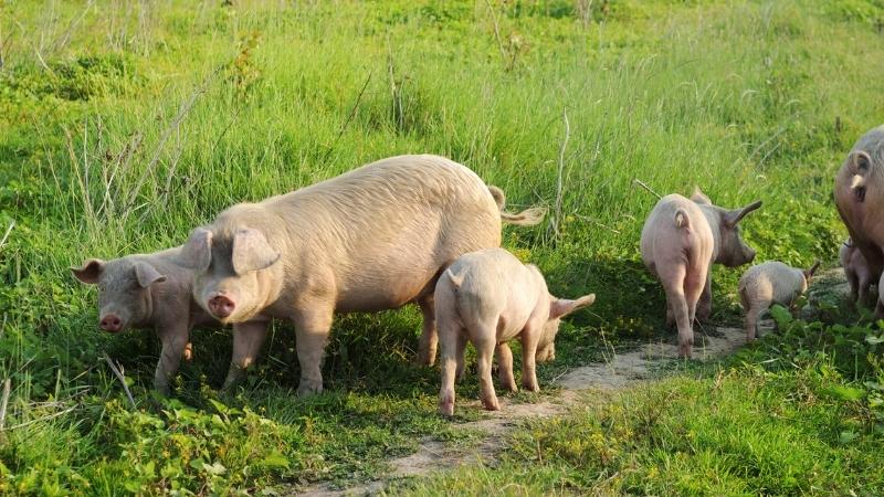 Giá heo hơi hôm nay 29/04 tại miền Bắc