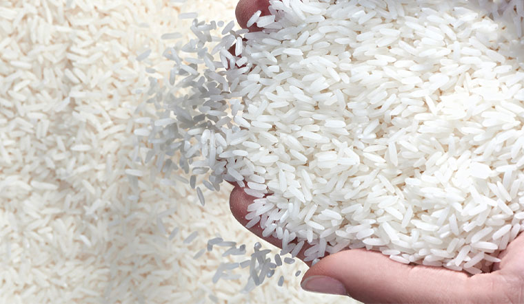 Giá lúa gạo hôm nay 29/04/2022: Giá lúa gạo chững giá trên diện rộng