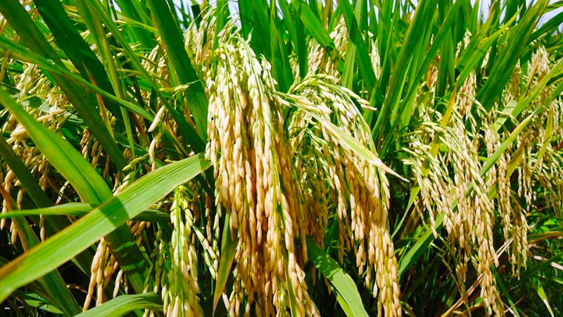 Giá lúa hôm nay 3/5