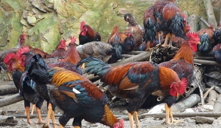 Giá gia cầm hôm nay 03/05/2022: Giá gà Minh Dư tăng 3.000 VND/kg