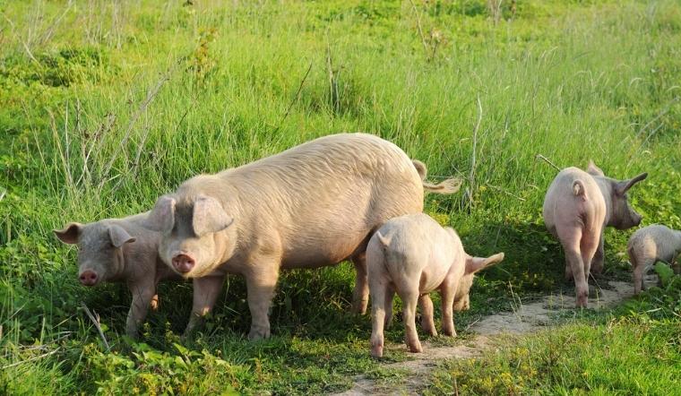 Giá heo hơi hôm nay 03/05/2022: Điều chỉnh tăng nhẹ ở một số nơi