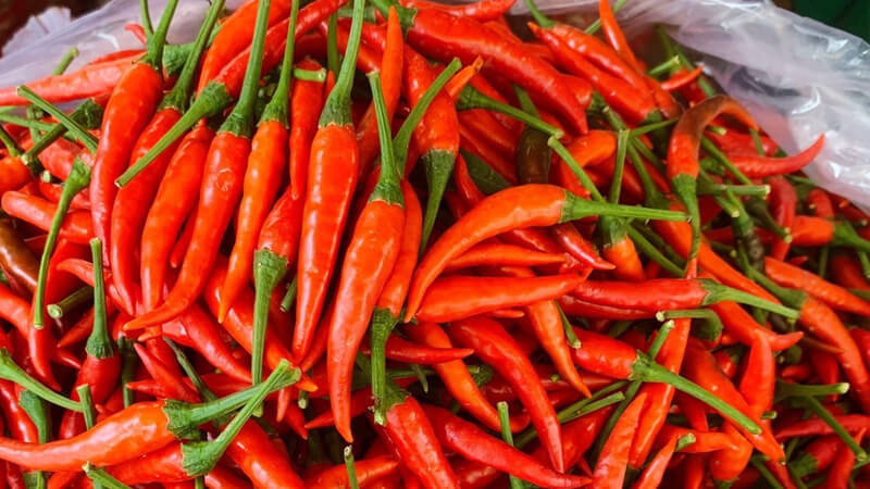 Giá ớt có xu hướng tăng so với những ngày trước