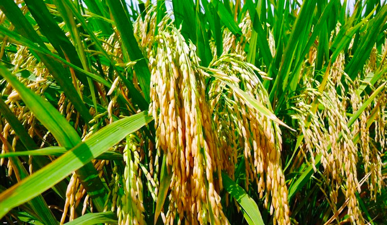 Giá lúa gạo hôm nay 3/5/2022: Ổn định trên tất cả các giống lúa gạo