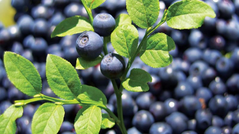 Bilberry extract là gì? Công dụng của Bilberry đối với sức khỏe