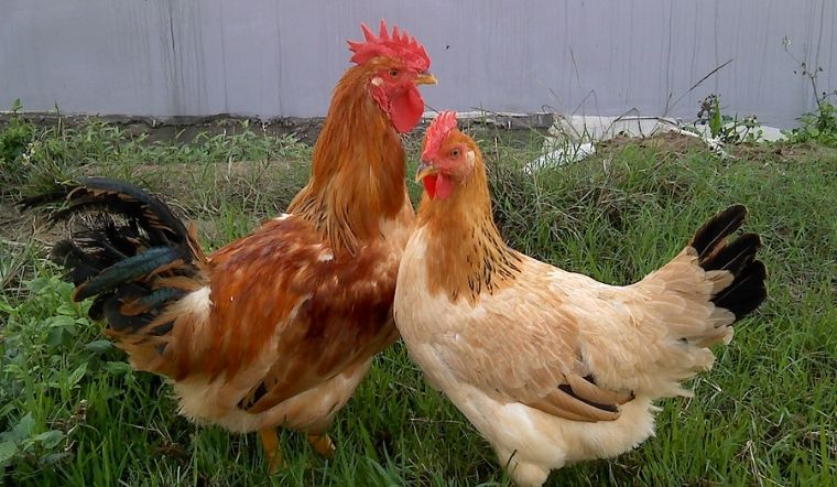 Giá gia cầm hôm nay 04/05/2022: Biểu đồ giá đi ngang