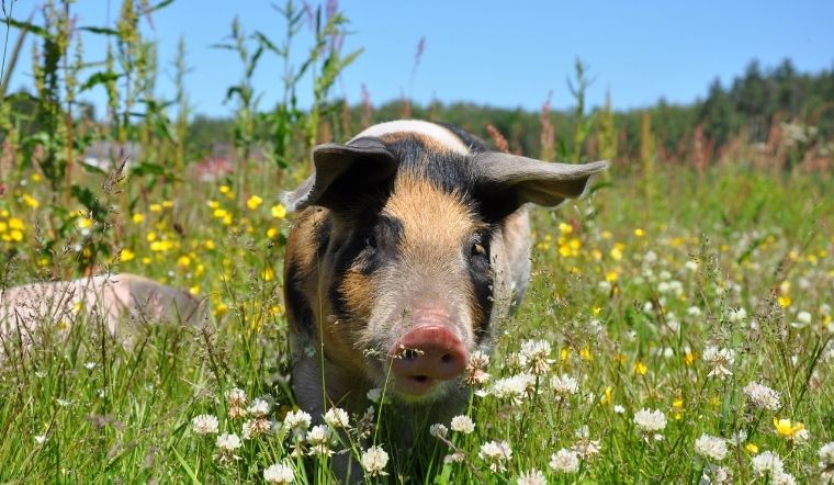 Giá heo hơi hôm nay 04/05/2022: Cả 3 miền đều đi ngang