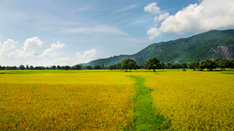 Giá lúa hôm nay 4/5