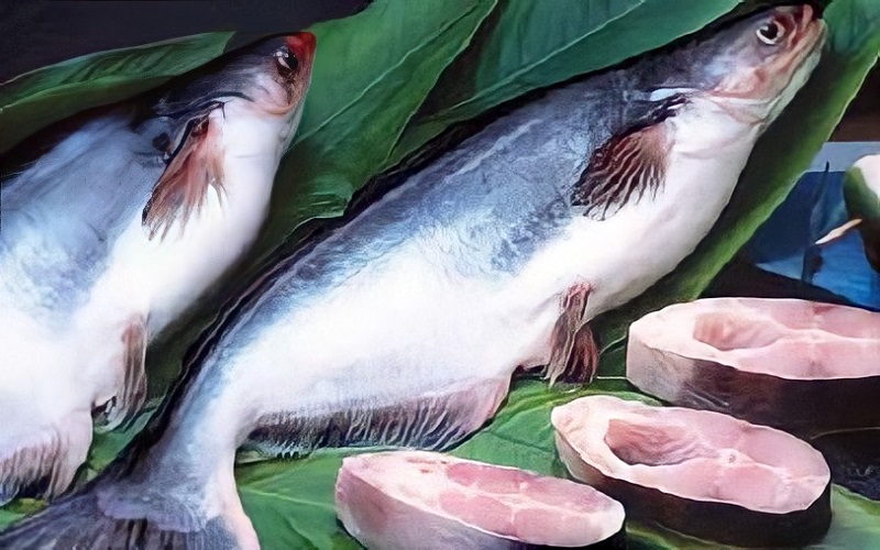 Tác dụng của cá basa đối với sức khỏe