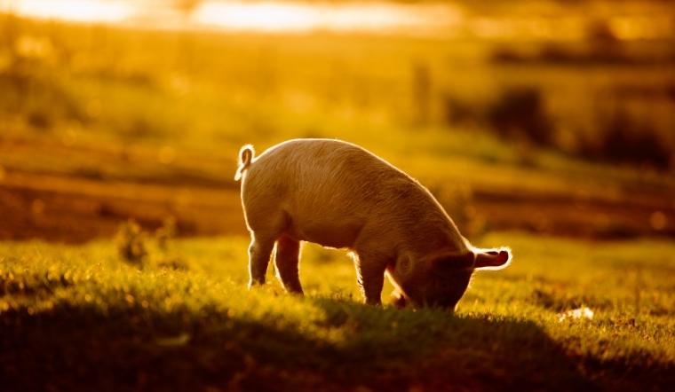 Giá heo hơi hôm nay 05/05/2022: Tăng giảm trái chiều 1.000 - 4.000 đồng/kg