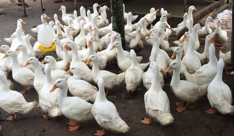 Giá gia cầm hôm nay 05/05/2022: Giá tăng mạnh, cao nhất tăng đến 15.000 VND/kg