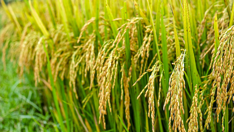 Giá lúa hôm nay 5/5