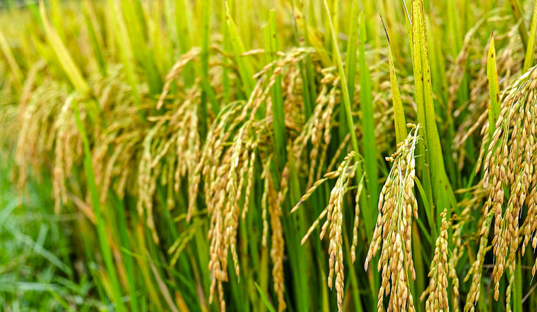 Giá lúa gạo hôm nay 5/5/2022: Chững giá trở lại sau một ngày biến động