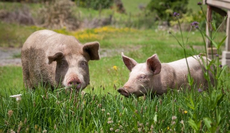 Giá heo hơi hôm nay 06/05/2022: Tăng giảm trái chiều 1.000 - 2.000 đồng/kg.