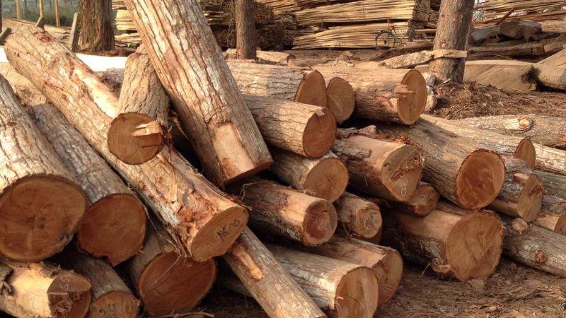 Ứng dụng của gỗ cây giá tỵ