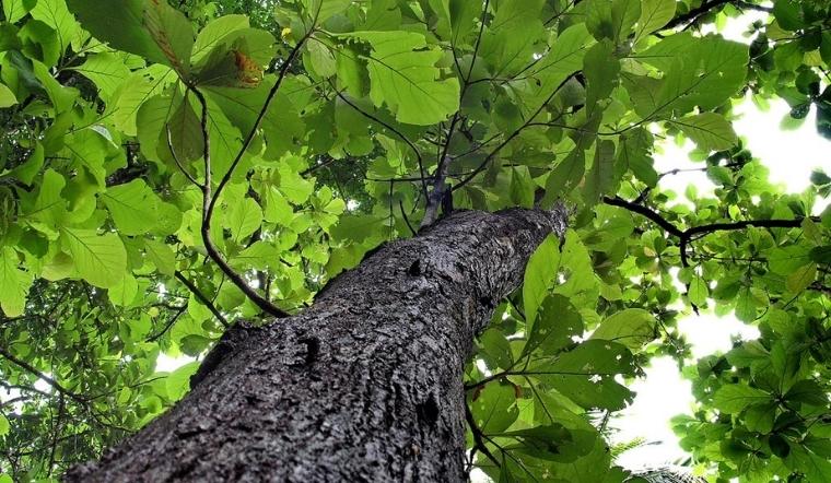 Cây giá tỵ: Ý nghĩa, hình ảnh, cách trồng, chăm sóc tại nhà