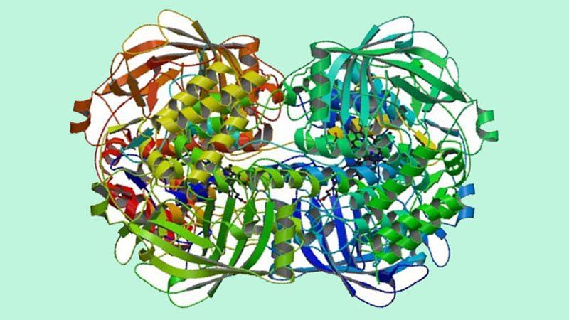Enzym catalase là emzym có bản chất là protein.