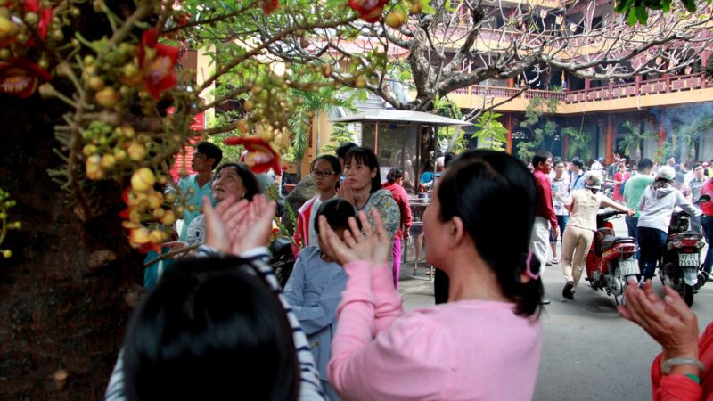 Có tên khoa học là Couroupita guianensis