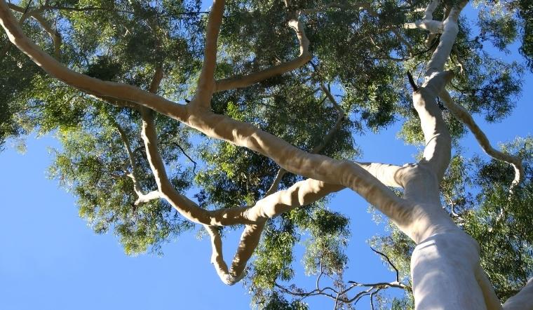 eucalyptus là cây gì