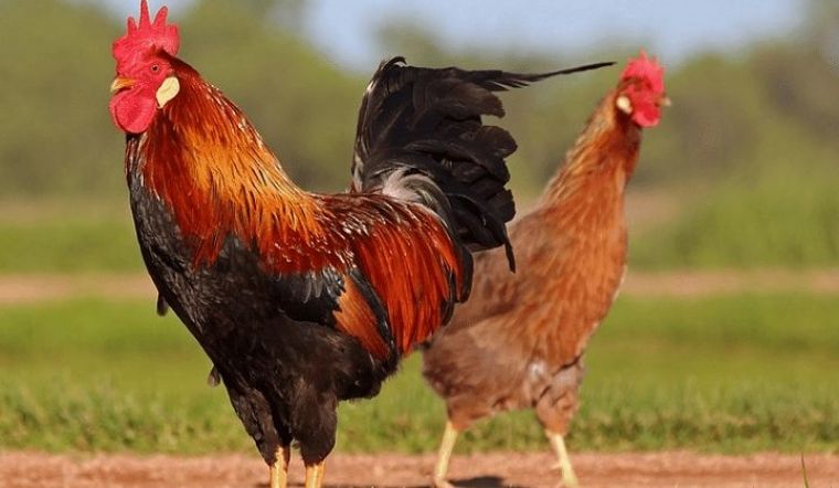 Giá gia cầm hôm nay 07/05/2022: Giá ổn định trở lại, giữ vững ở mức cao