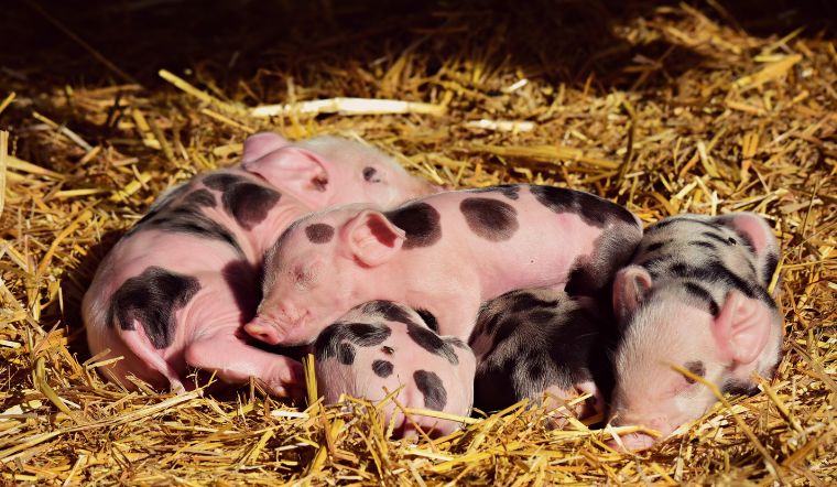 Giá heo hơi hôm nay 07/05/2022: Tiếp tục biến động trái chiều