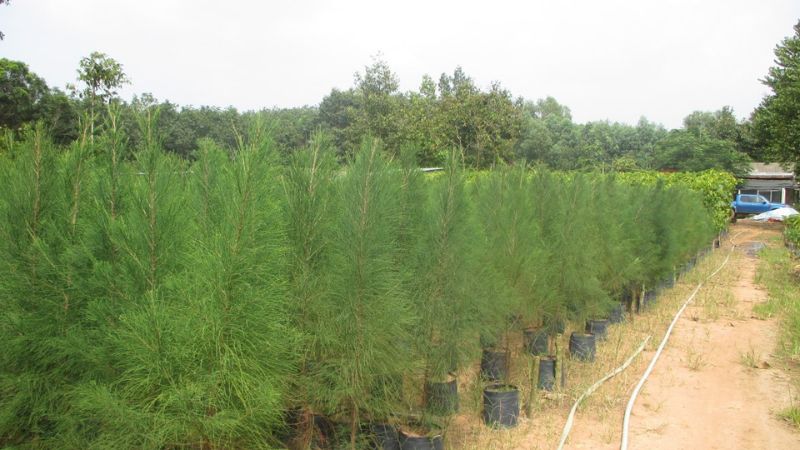 Cách trồng và chăm sóc cây Phi Lao cảnh