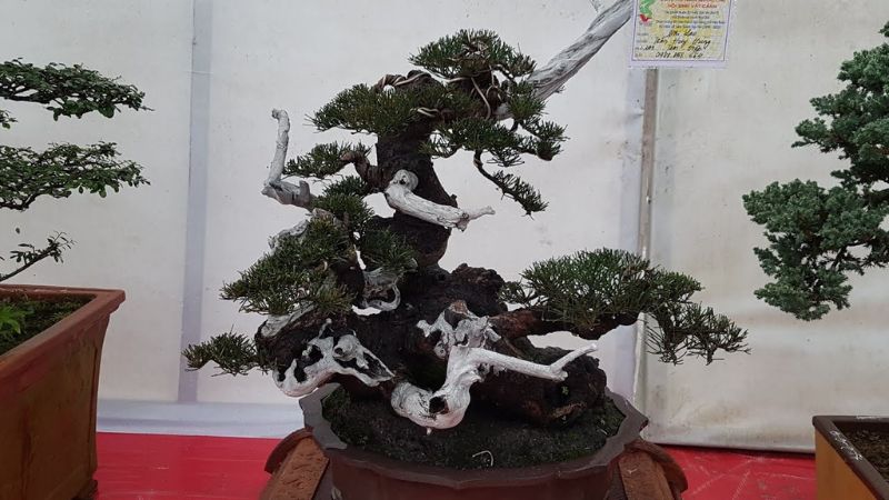 Cây phi lao cảnh (bonsai) có thể mang đến không gian xanh mát, thu hút.