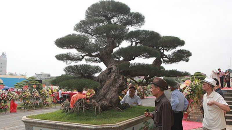 Cây Phi Lao bonsai cổ thụ