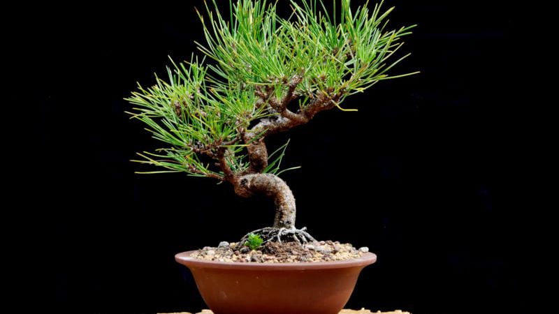 Mẫu cây phi lao bonsai mini