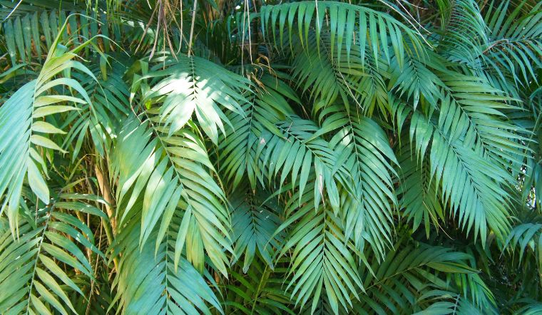Cây cau Hawai: Ý nghĩa, hình ảnh, cách trồng, chăm sóc tại nhà