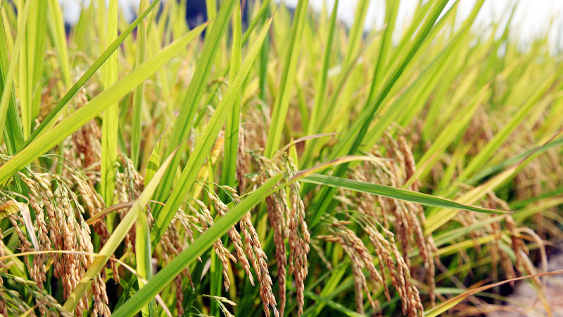 Giá lúa hôm nay 7/5