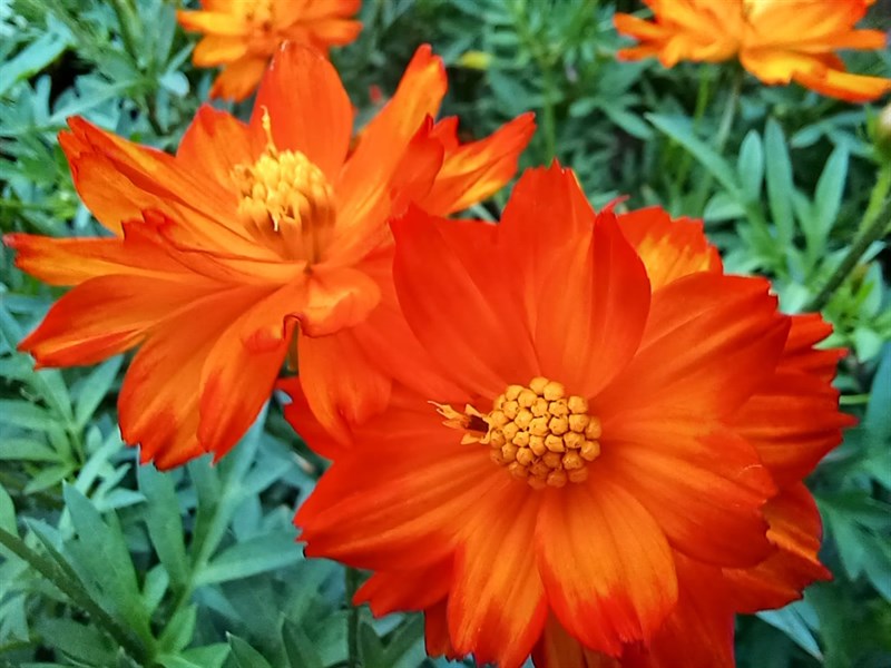 Ảnh chụp bằng camera macro của Galaxy M53 5G