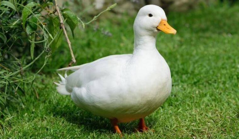 Giá gia cầm hôm nay 09/05/2022: Giá vịt giảm nhẹ 1.000 VND/kg