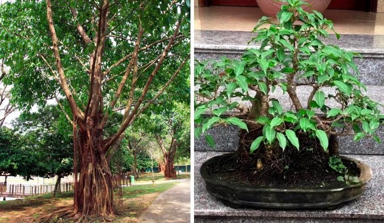 Cây sộp: Ý nghĩa, hình ảnh, cách trồng, chăm sóc tại nhà