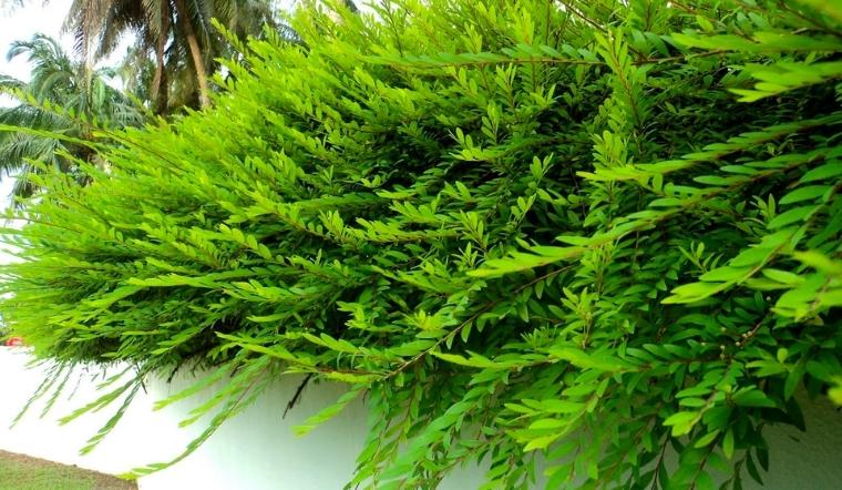 Cây sơn liễu: Đặc điểm, công dụng và cách trồng đơn giản