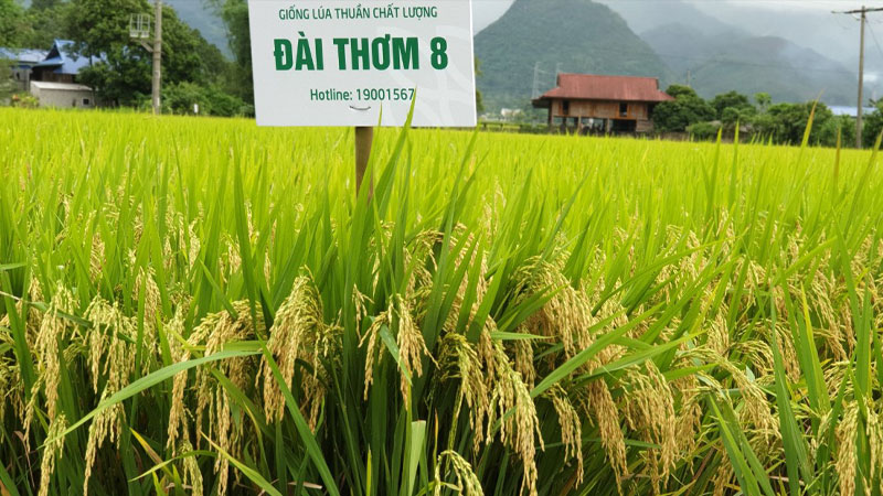 Giá lúa hôm nay 9/5